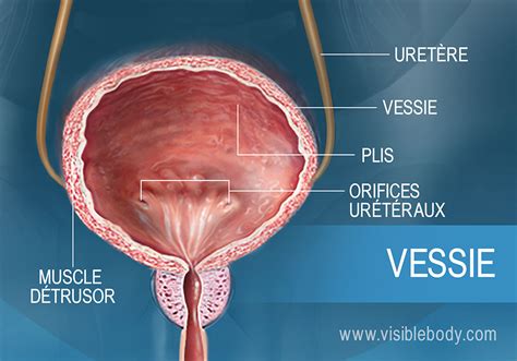 méat urétral|Lésions urétrales